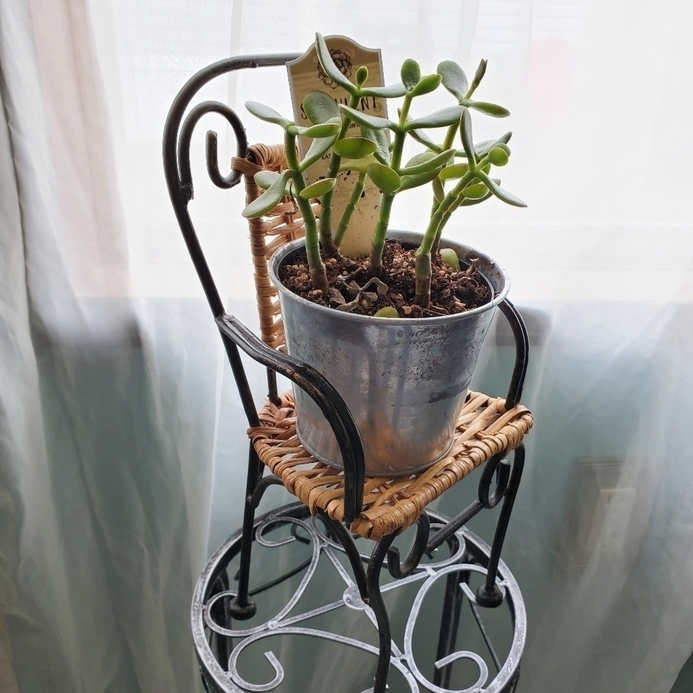 Plant chair decorative